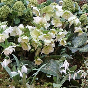 Helleborus Gold Collection 'Ice 'N Roses White'